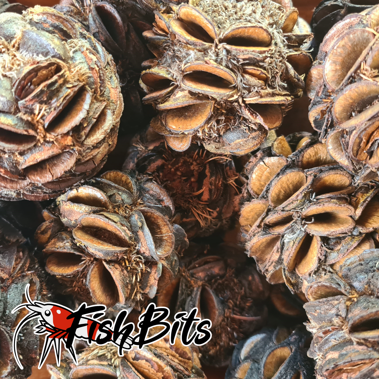 Banksia Sphaero Seed Pods