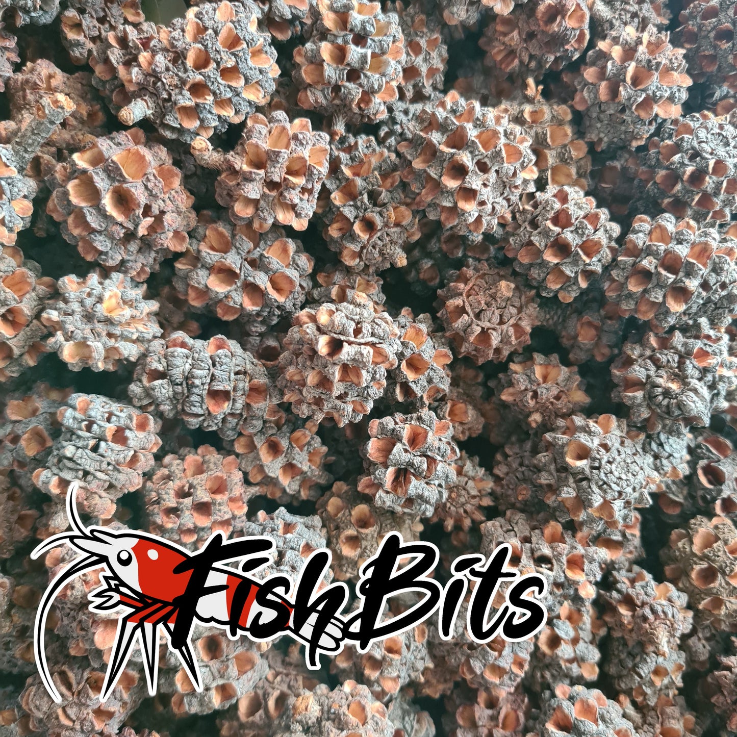 Casuarina Pods/Cones 12 or 24 pack