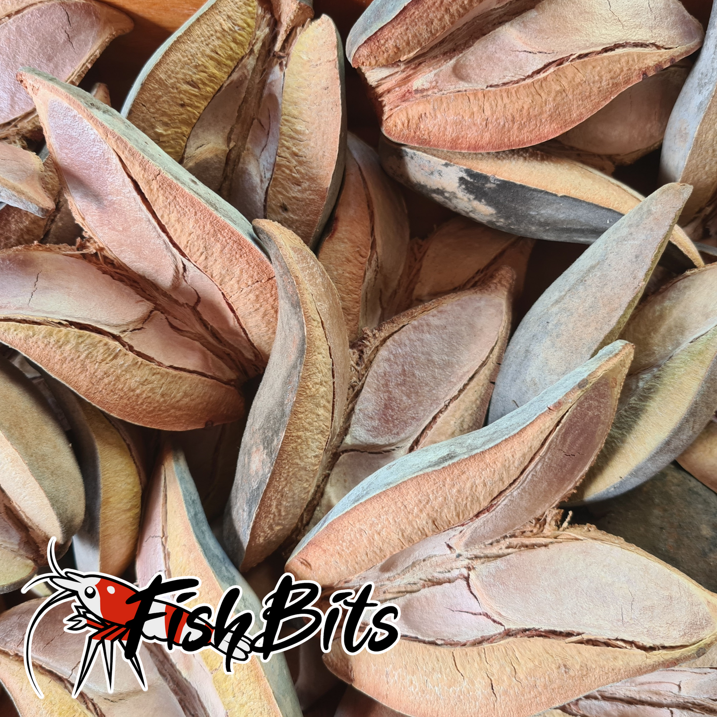 Woody Pear Seed Pods