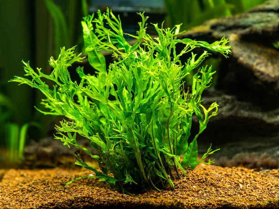Why Aquarium Plants Melt (And How to Fix It)
