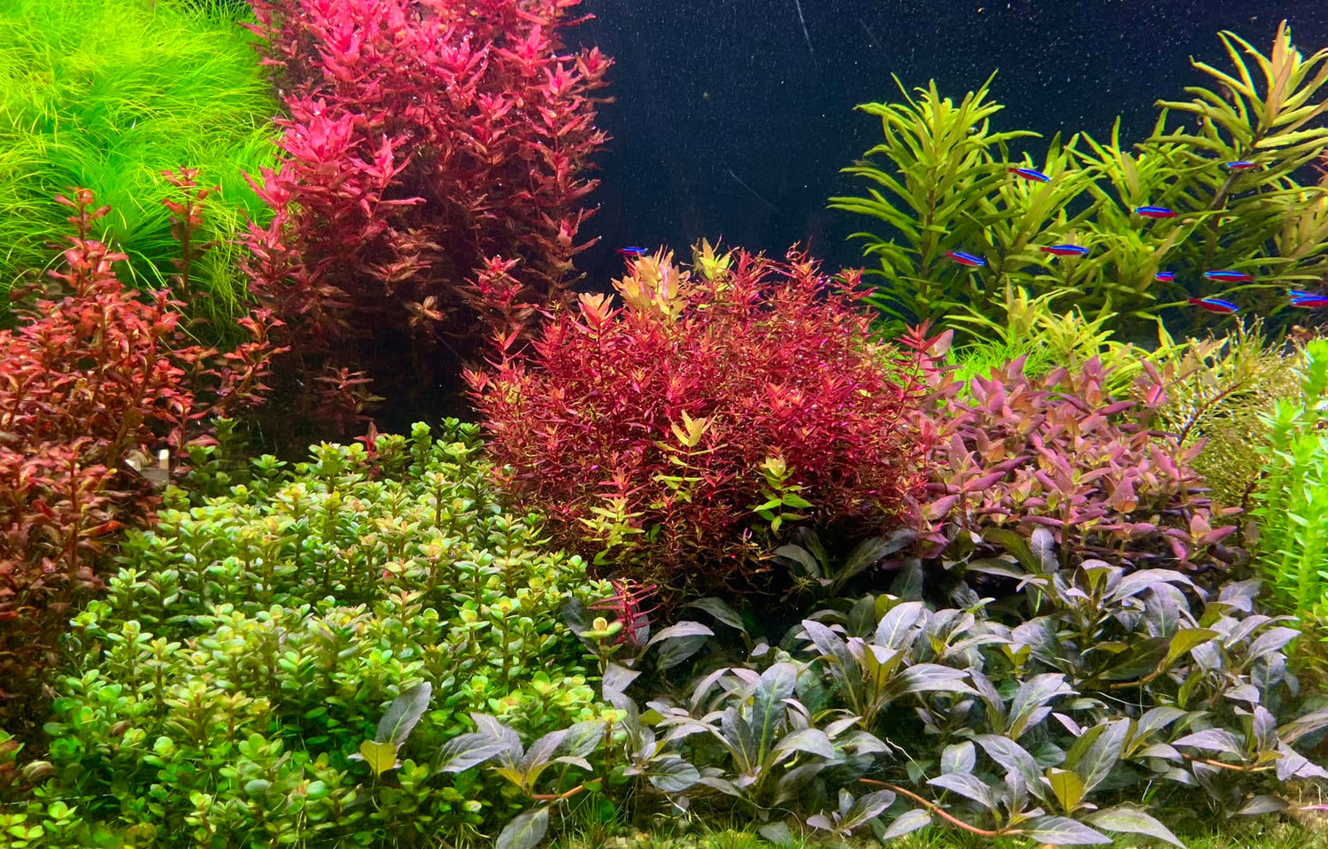 Why Your Aquarium Plants Are Deficient (And How to Fix It)