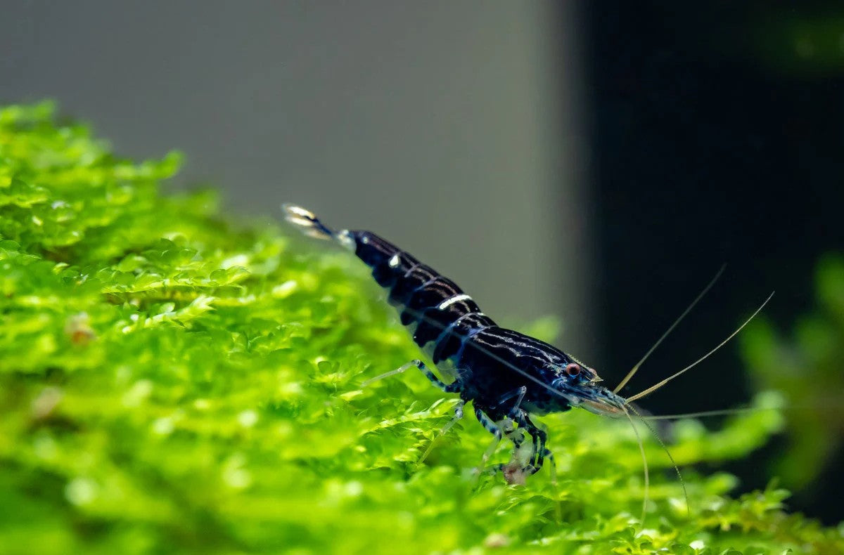 What Do Neocaridina and Caridina Shrimp Eat? Complete Feeding Guide