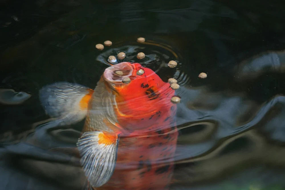 Overfeeding Aquarium Fish: Signs, Risks & How to Fix It