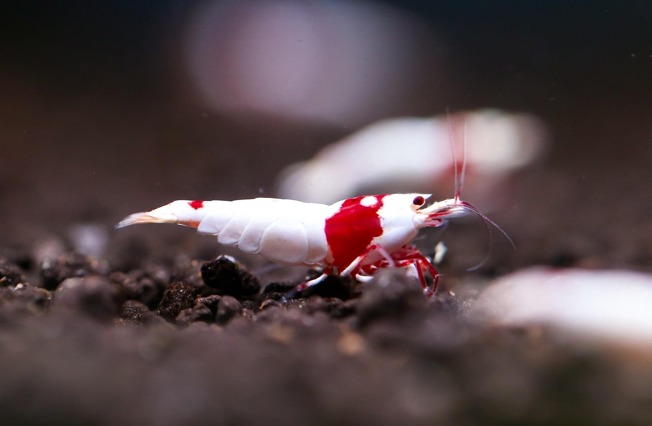 How to Set Up a Shrimp Tank (Beginner Guide)