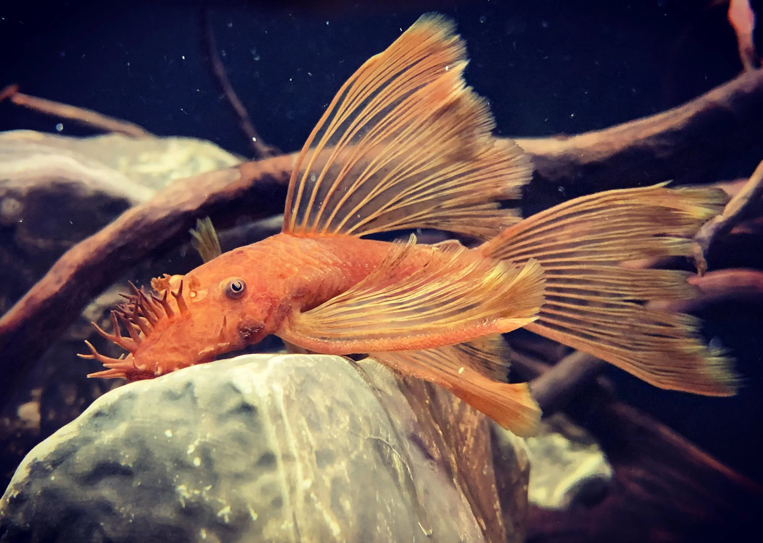 Guide to Breeding Bristlenose Plecos (Ancistrus)