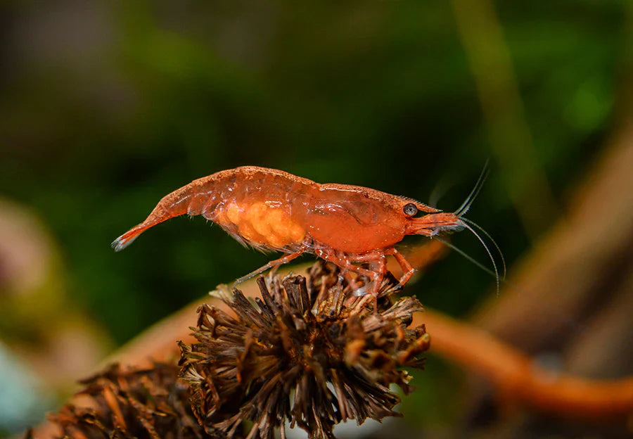 How to Grow Shrimp Colonies Faster (Proven Tips)