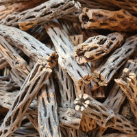 Cholla Wood 15cm