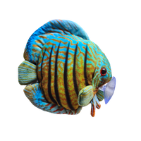 16cm Discus Plushie