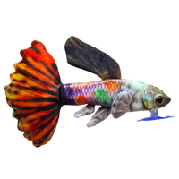21cm Polychrome Guppy Fish Plushie