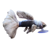 21cm Onyx Mist Guppy Fish Plushie