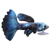 21cm Electric Guppy Fish Plushie