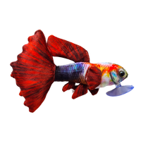 21cm Inferno Guppy Fish Plushie