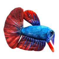 17cm Blue and Red Betta/Siamese Fighting Fish Plushie