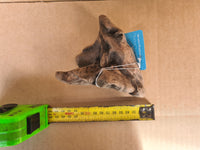 Aqua Natural New Zealand Exotic Driftwood Small Piece