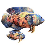 30cm or JUMBO 66cm Lava Oscar Cichlid Plushie