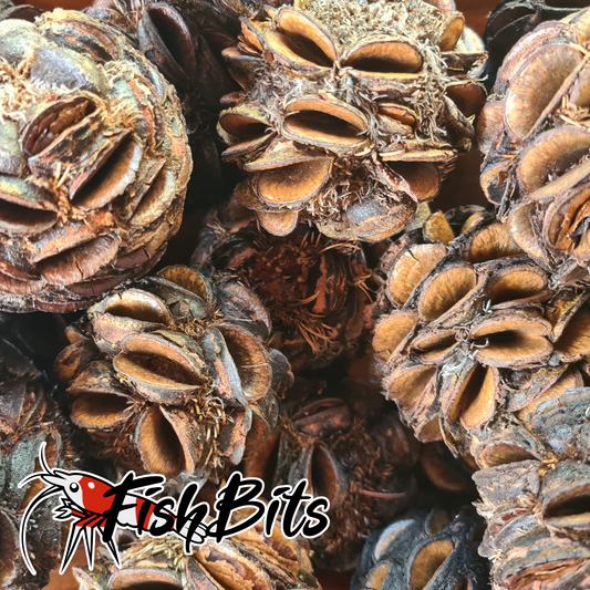 Banksia Sphaero Seed Pods