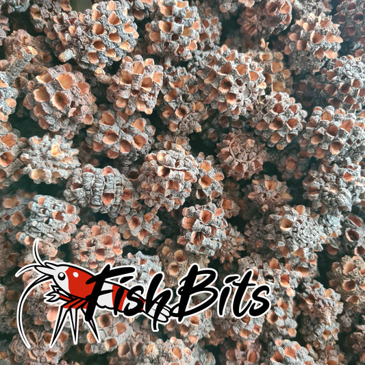Casuarina Pods/Cones 12 or 24 pack